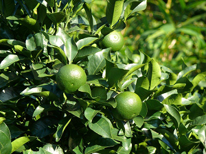 Hetsuka Daidai Photo