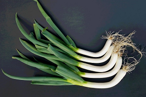 Nissato Green Onion Photo