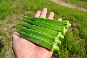 Hibarino Okra Photo