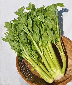 Yamagata Celery Photo