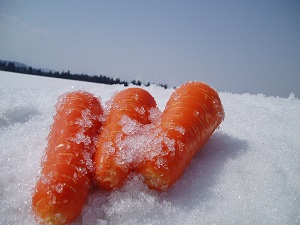 津南の雪下にんじんの画像