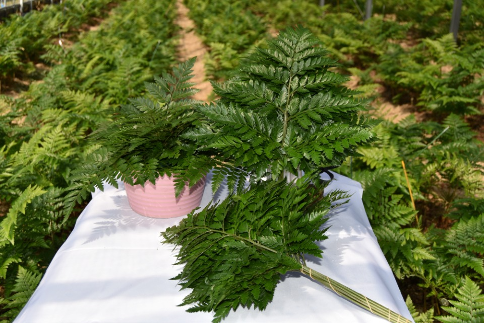 Tanegashima Leatherleaf Fern