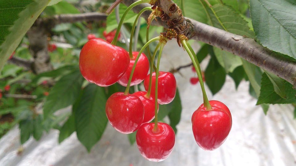東根さくらんぼ