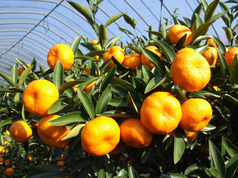 果物 panahajime The Many Citrus Fruits of Japan – Kokoro Care