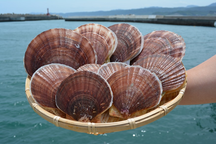 Iwate Noda Village Riptide Scallop photo