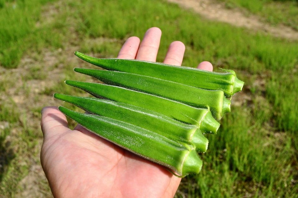 Hibarino Okra photo