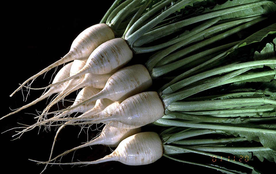 松館しぼり大根