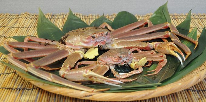 Echizen Crab Photo