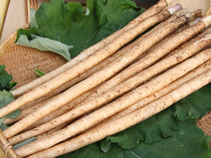 Kikuchi Suiden Burdock Photo