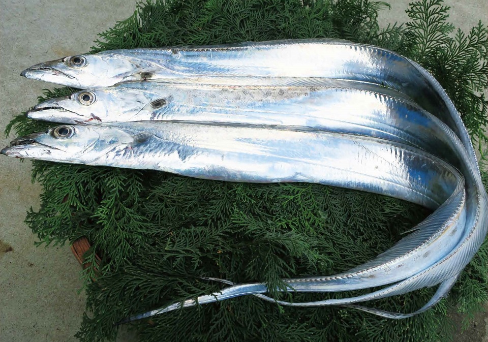 Toyoshima Tachiuo Photo