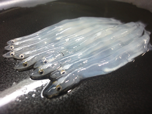 Whitebait