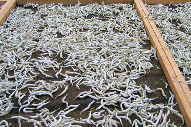 Kounago no Kugini