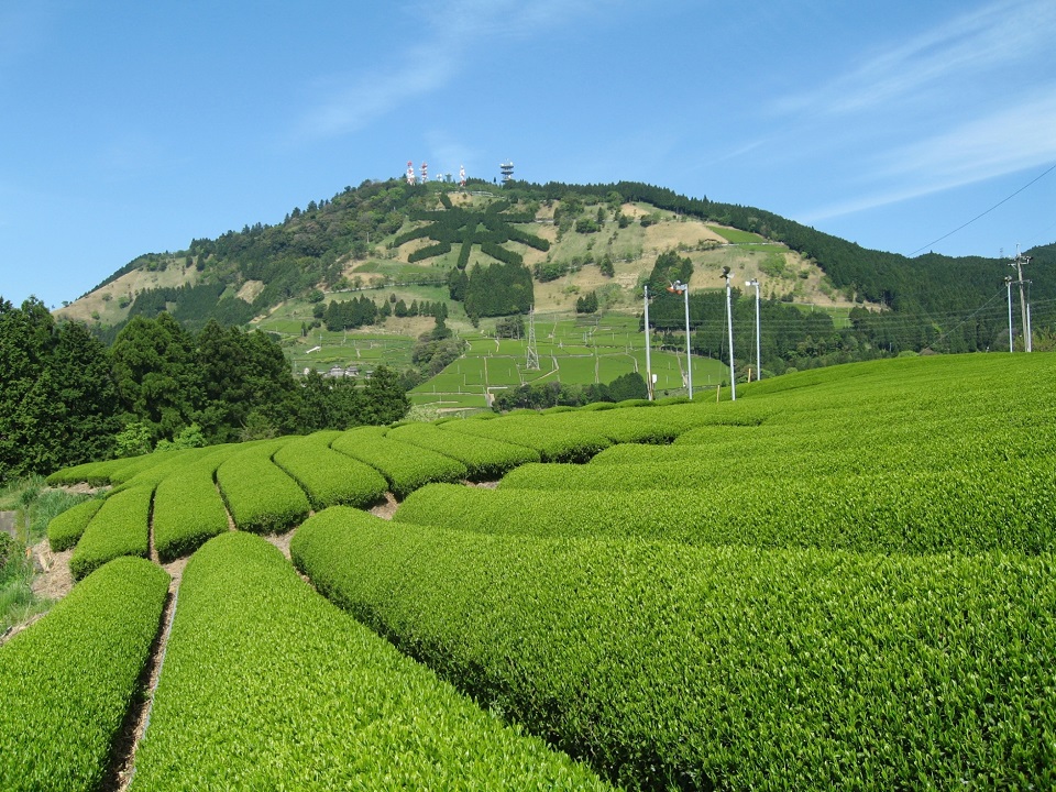 The “tea” character on Mt. Awagatake and tea fields (Kakegawa City)