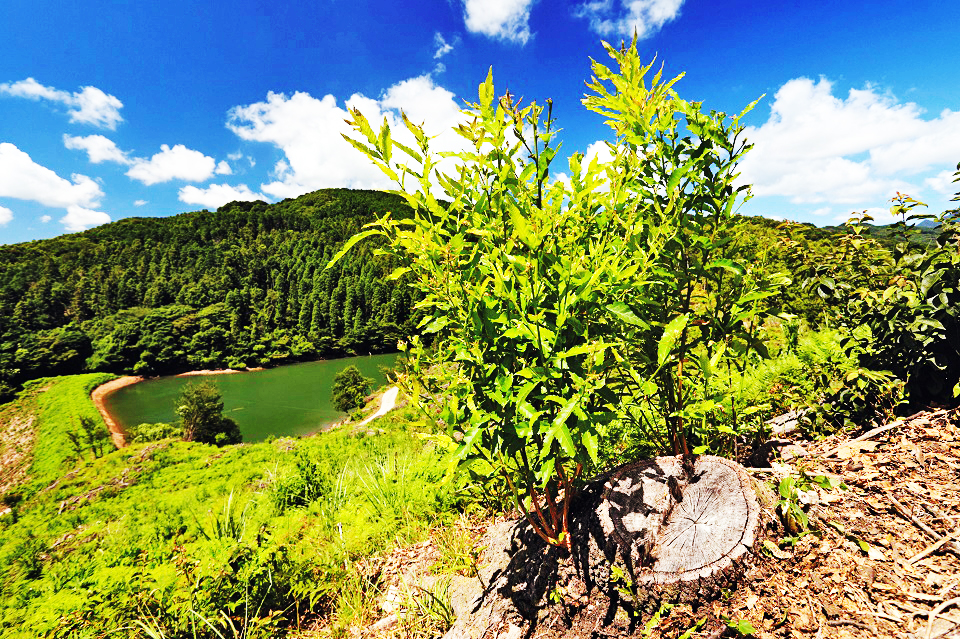 The Sawtooth Oak sprouting from the stump and a reservoir (Musashi‐machi, Kunisaki City)