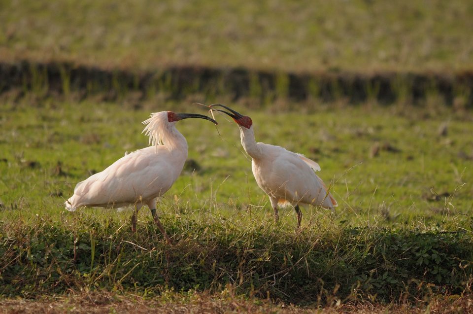 The return of the Japanese Crested Ibis to Sado’s Satoyama