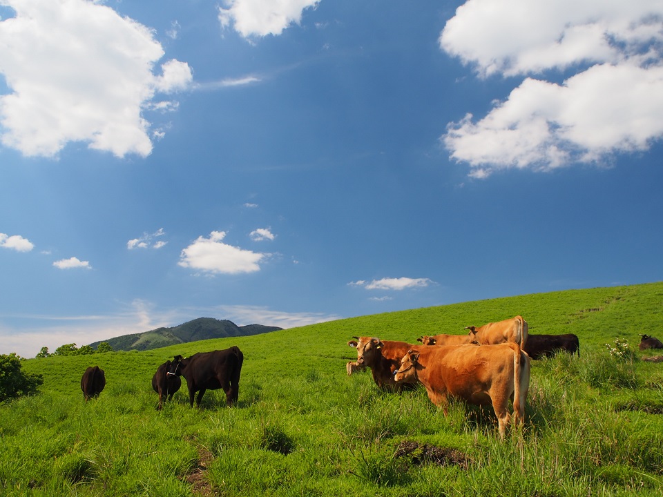 “Akaushi” cattle grazing