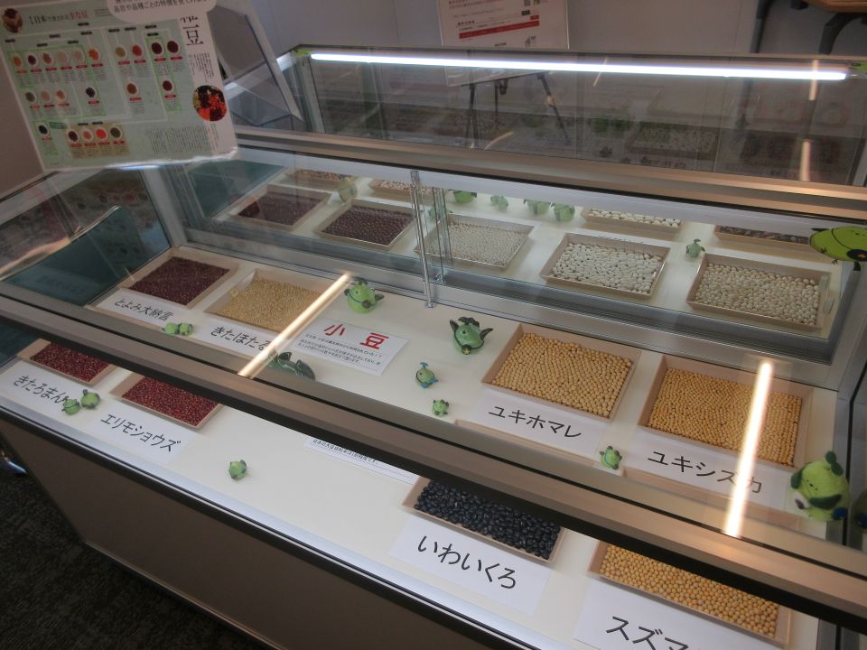 様々な豆の展示