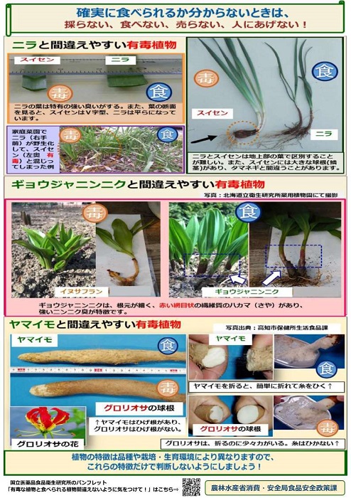間違いやすい有毒植物