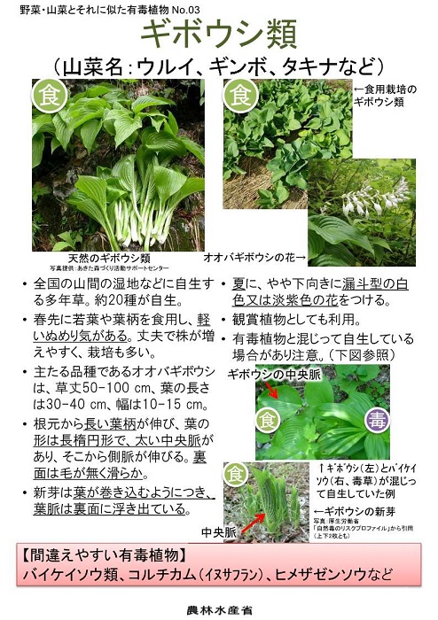 kiboushi