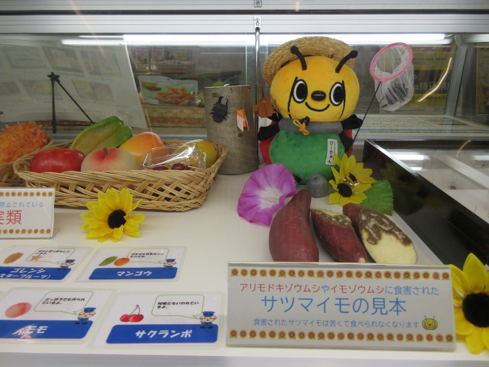 植物検疫に関するショーケース内の展示物.jpg