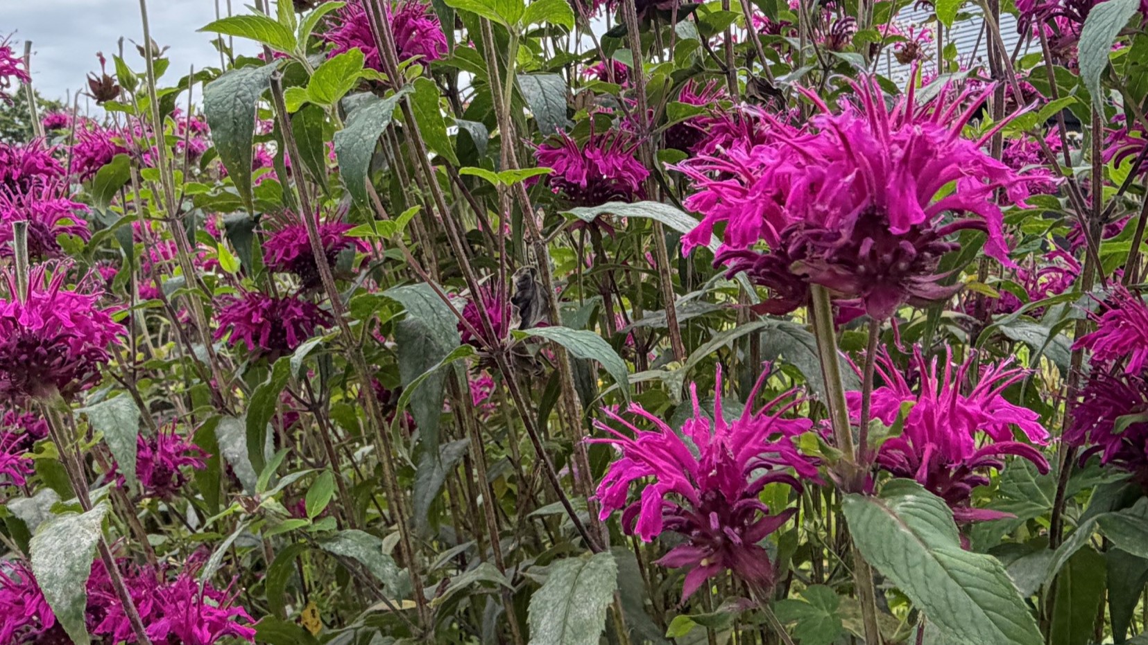 ベルガモットの花