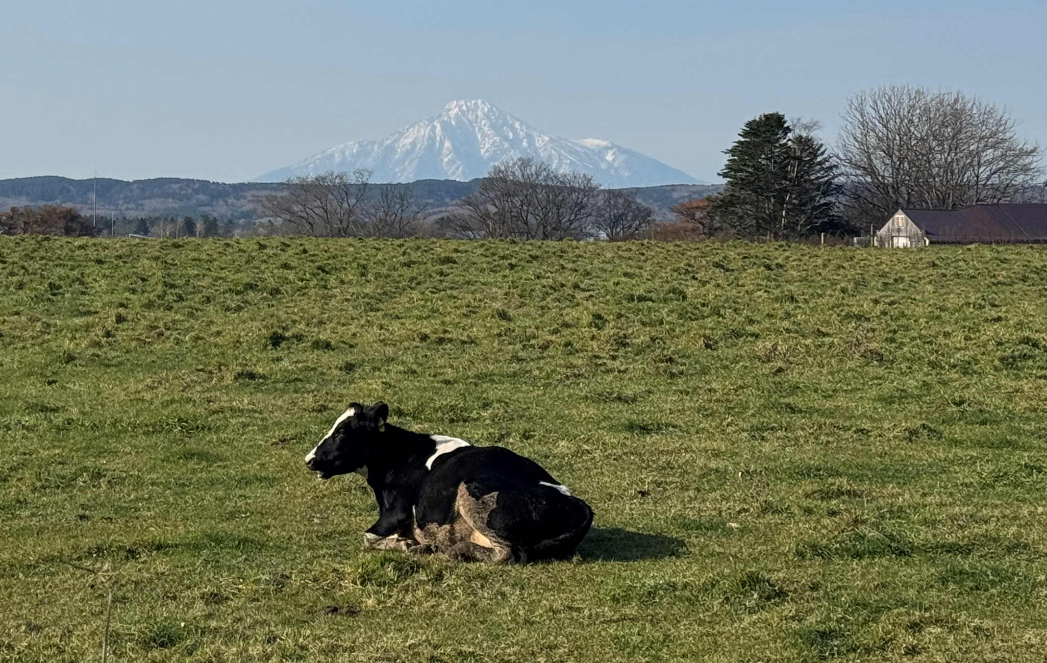 豊富町の放牧牛1