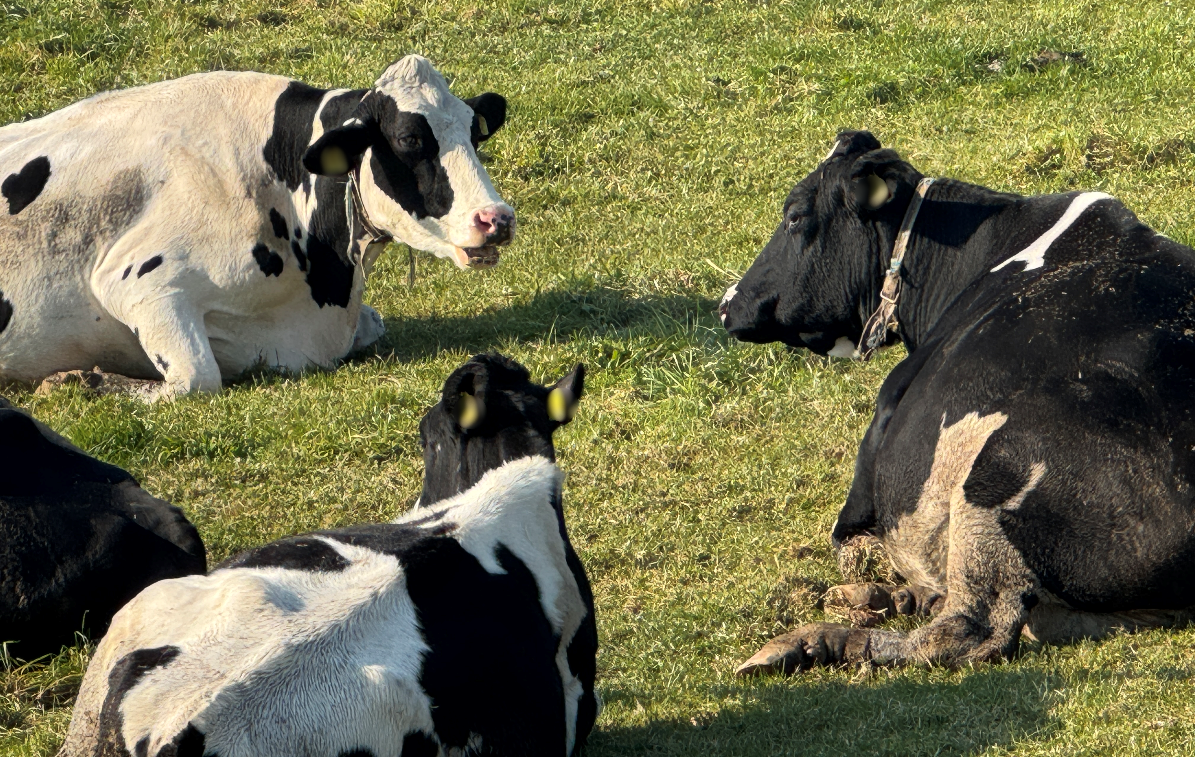 豊富町の放牧牛2