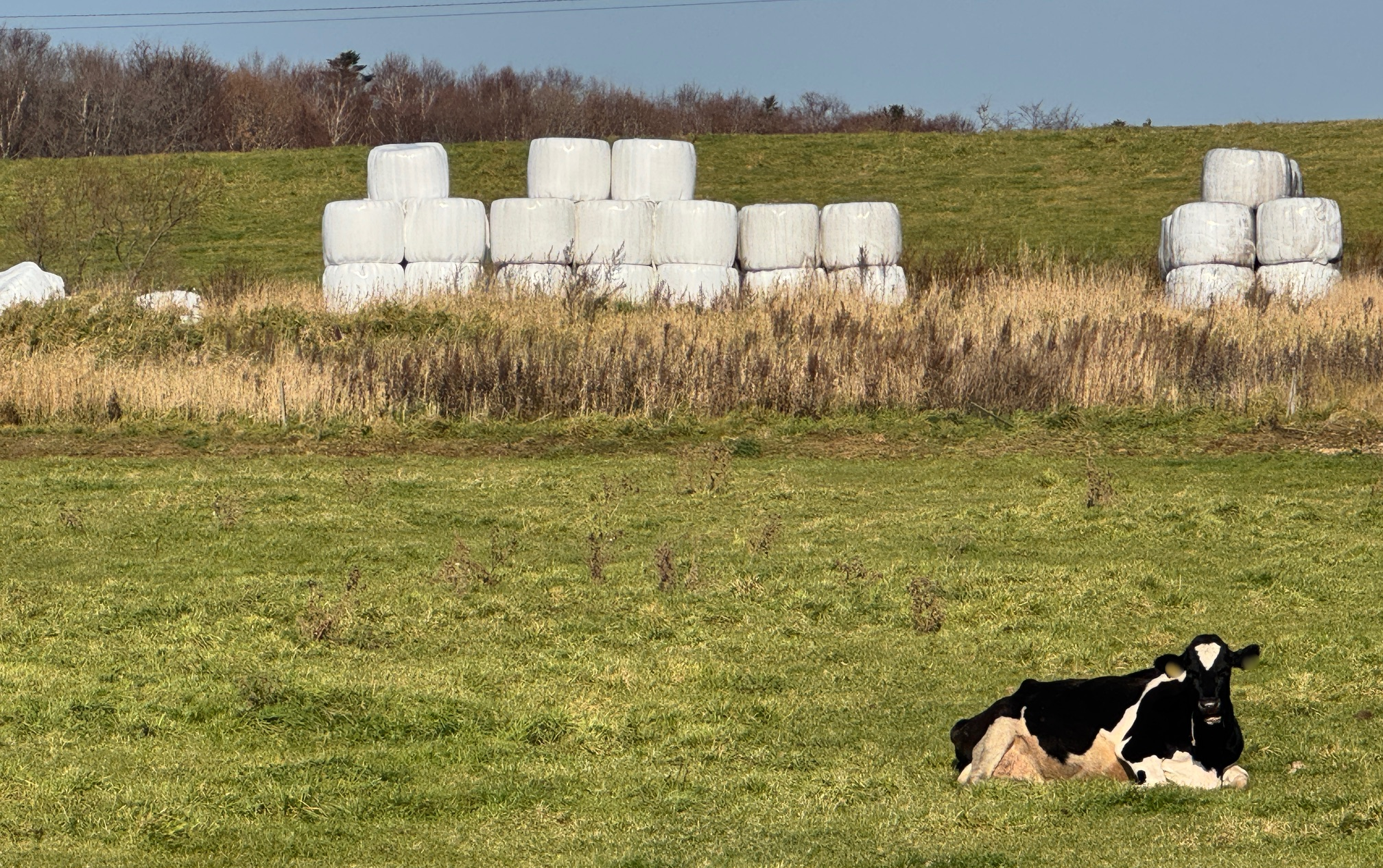 豊富町の放牧牛3