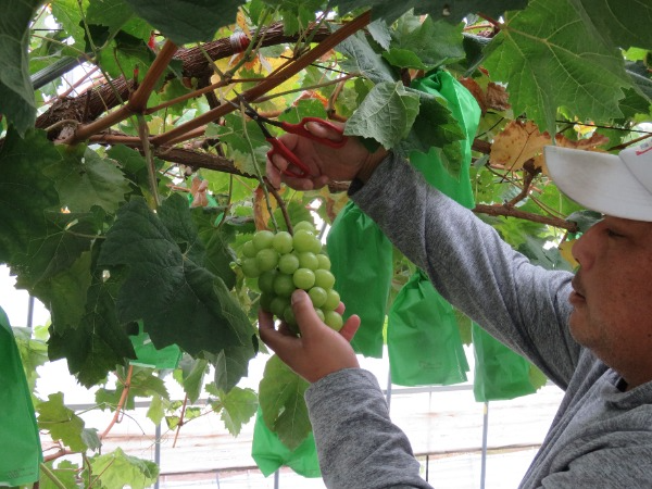 道北の旭川市でシャインマスカットが収穫されました。