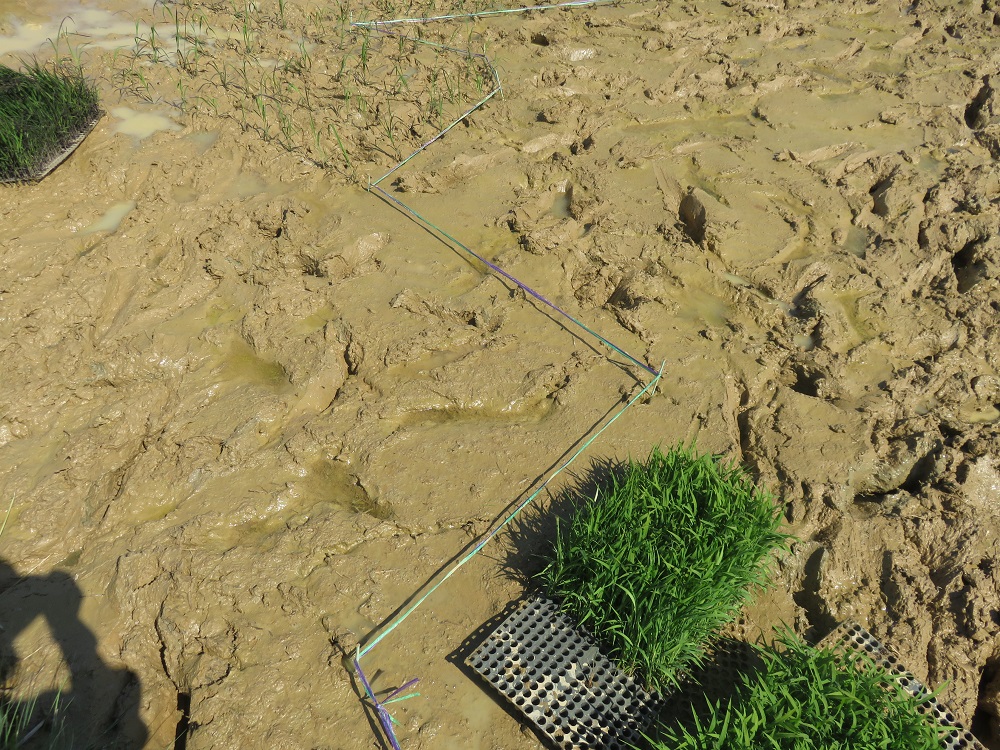 エリアごとに決まった稲を植えていきます