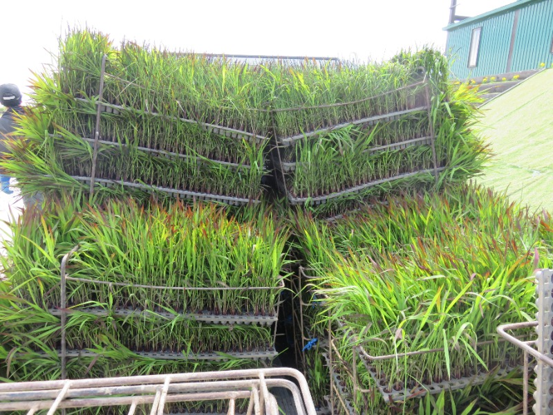 6色の苗を植えていきます