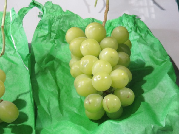 収穫されたシャインマスカット