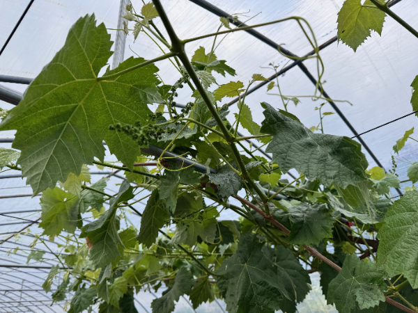 無核化（種なし処理）時の様子