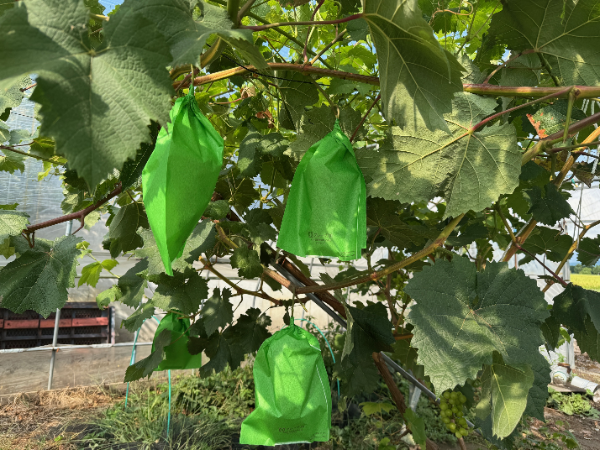 袋掛け時の様子