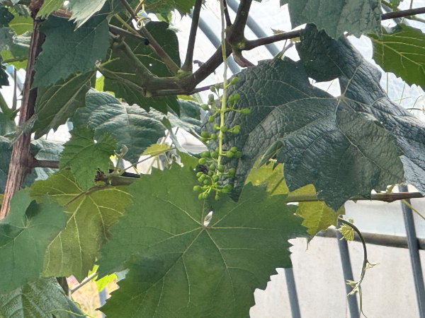 花穂整形時の様子