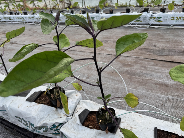 6月上旬のナスの様子