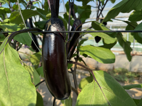 収穫目前のナス