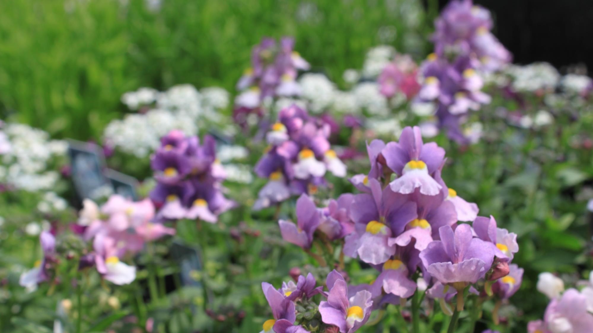 ネメシアの花