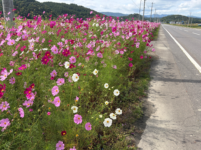 道端いっぱいに広がる秋の彩り