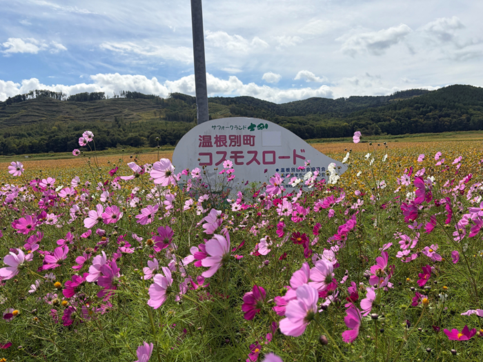 温根別町のコスモスロード