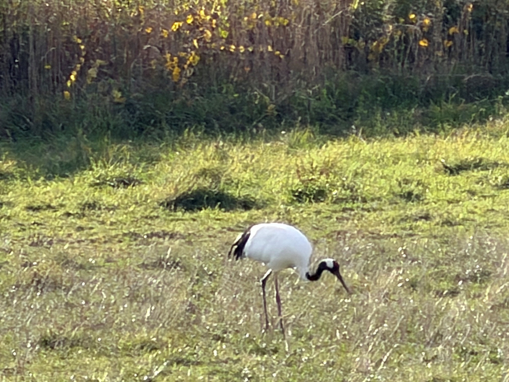 草地で餌を探すタンチョウ