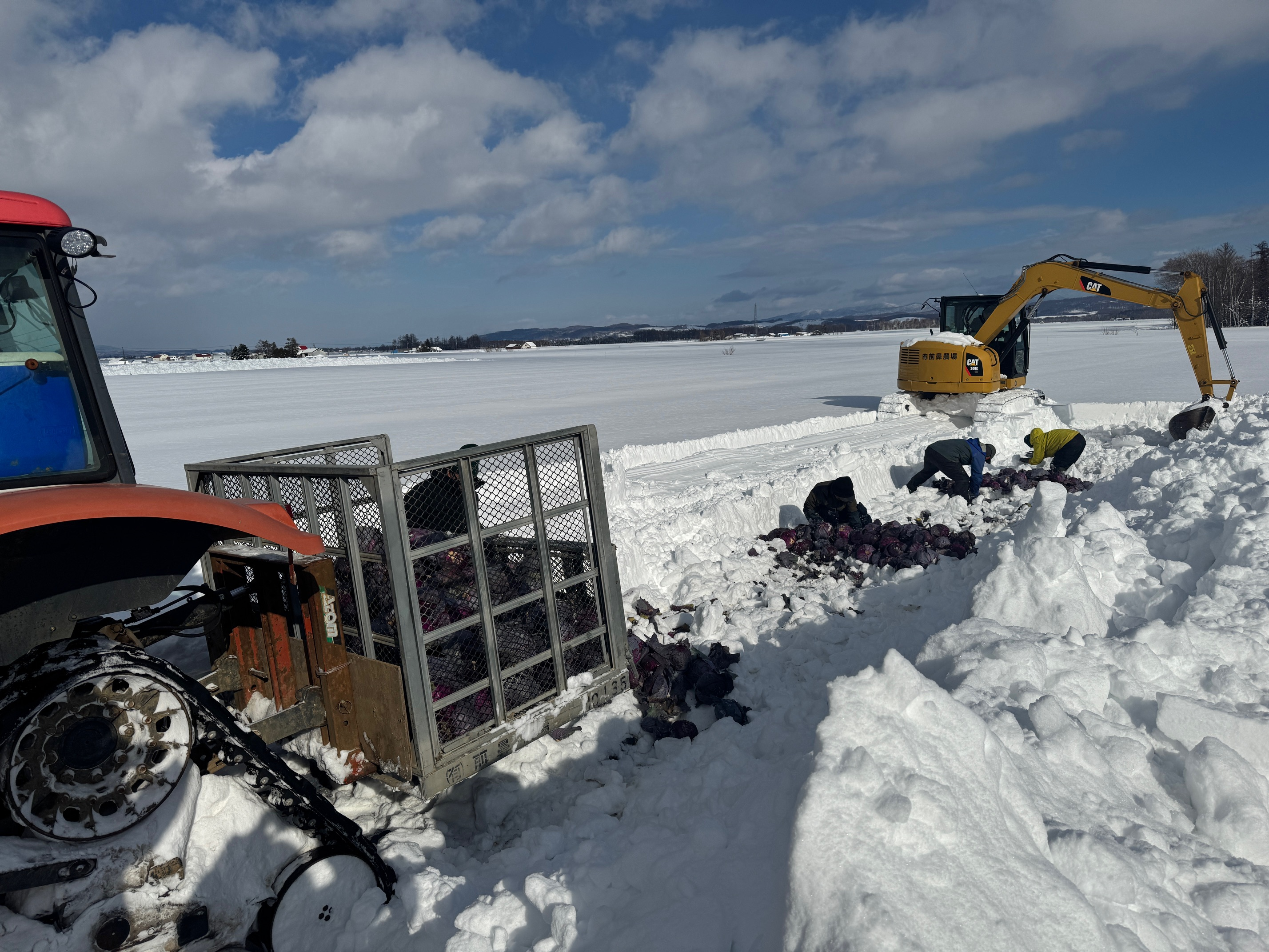 越冬キャベツの収穫