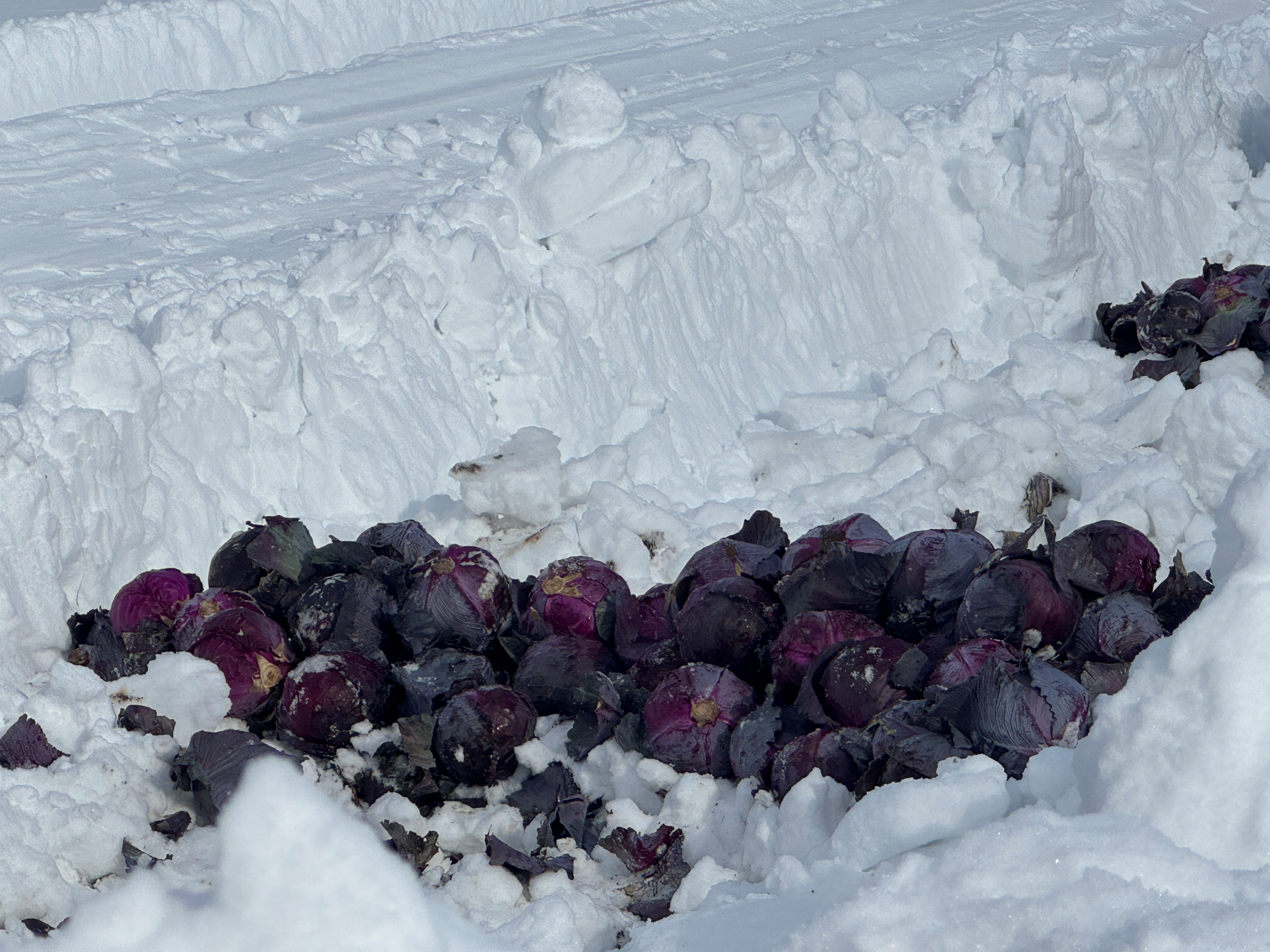 雪の上のキャベツ