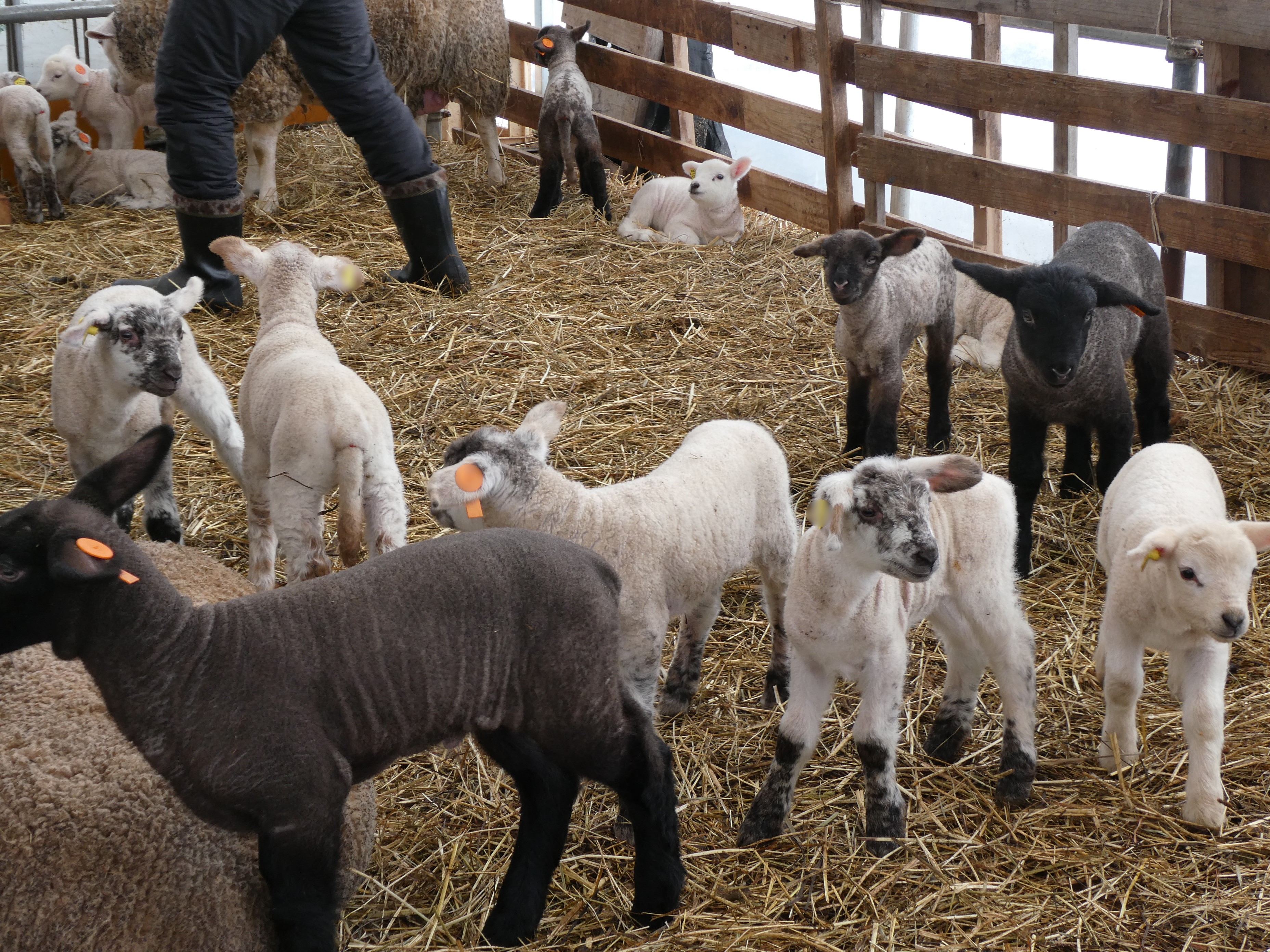 たくさんの子羊