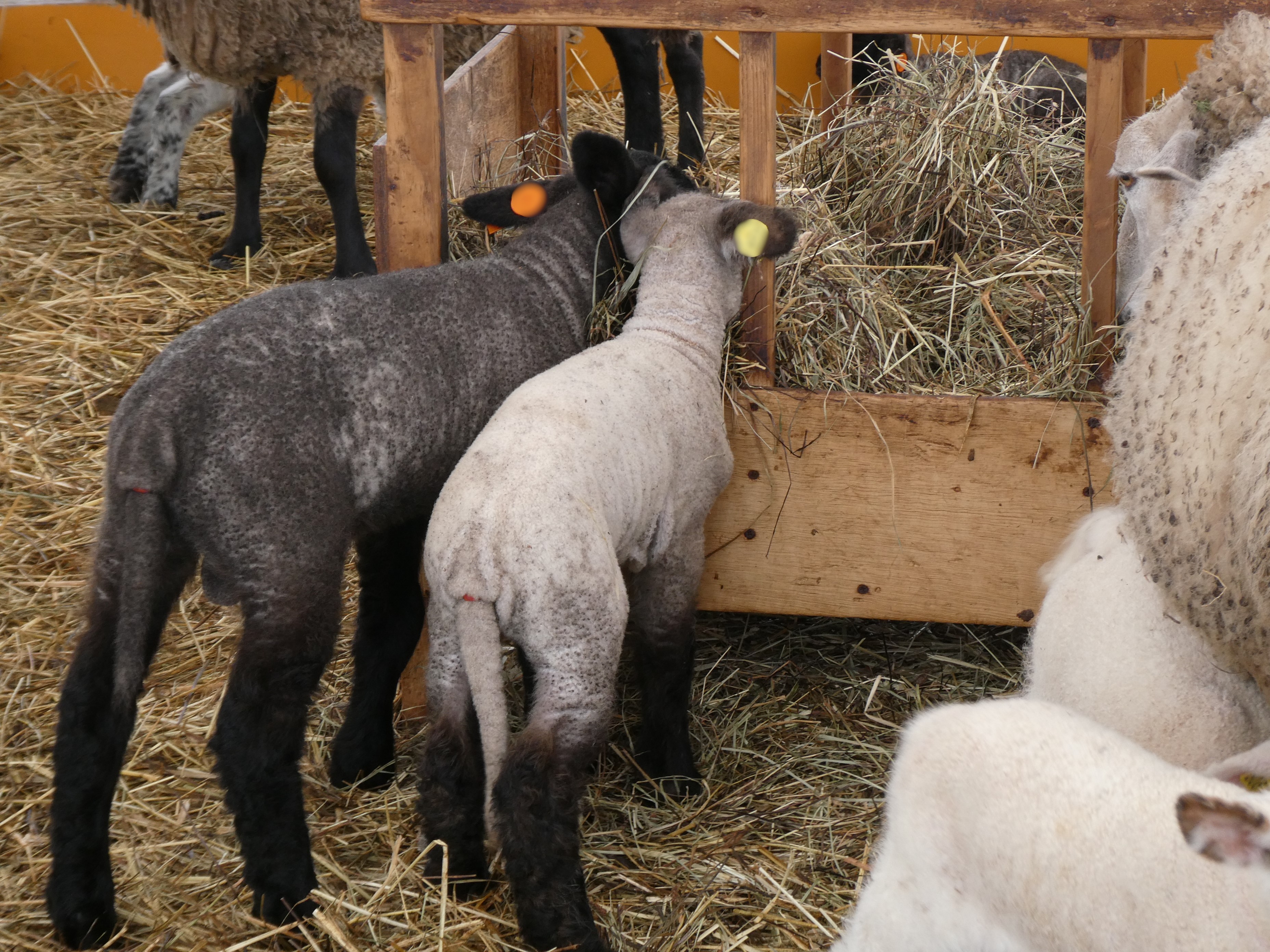 エサを食べる子羊