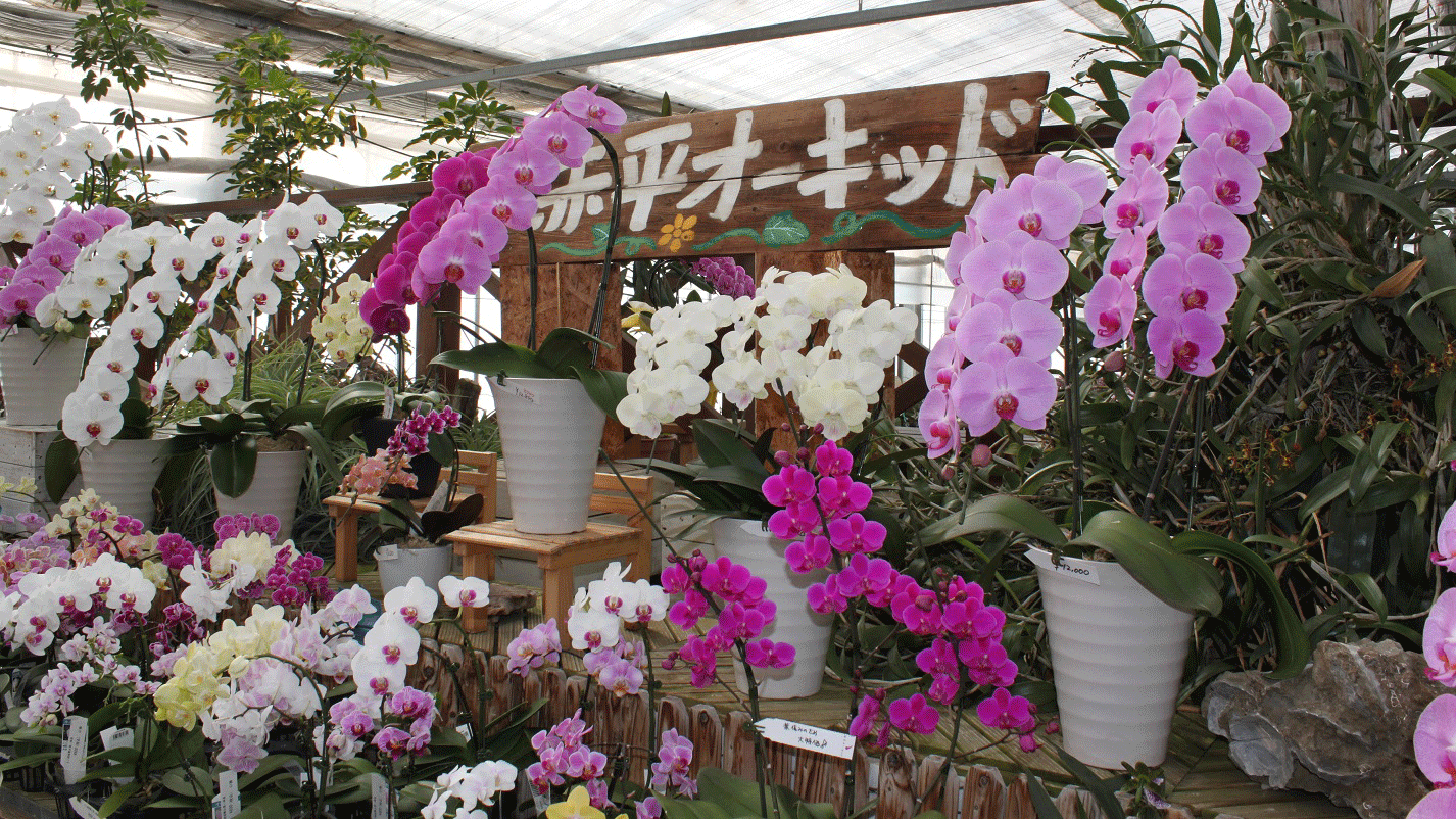 赤平オーキッド