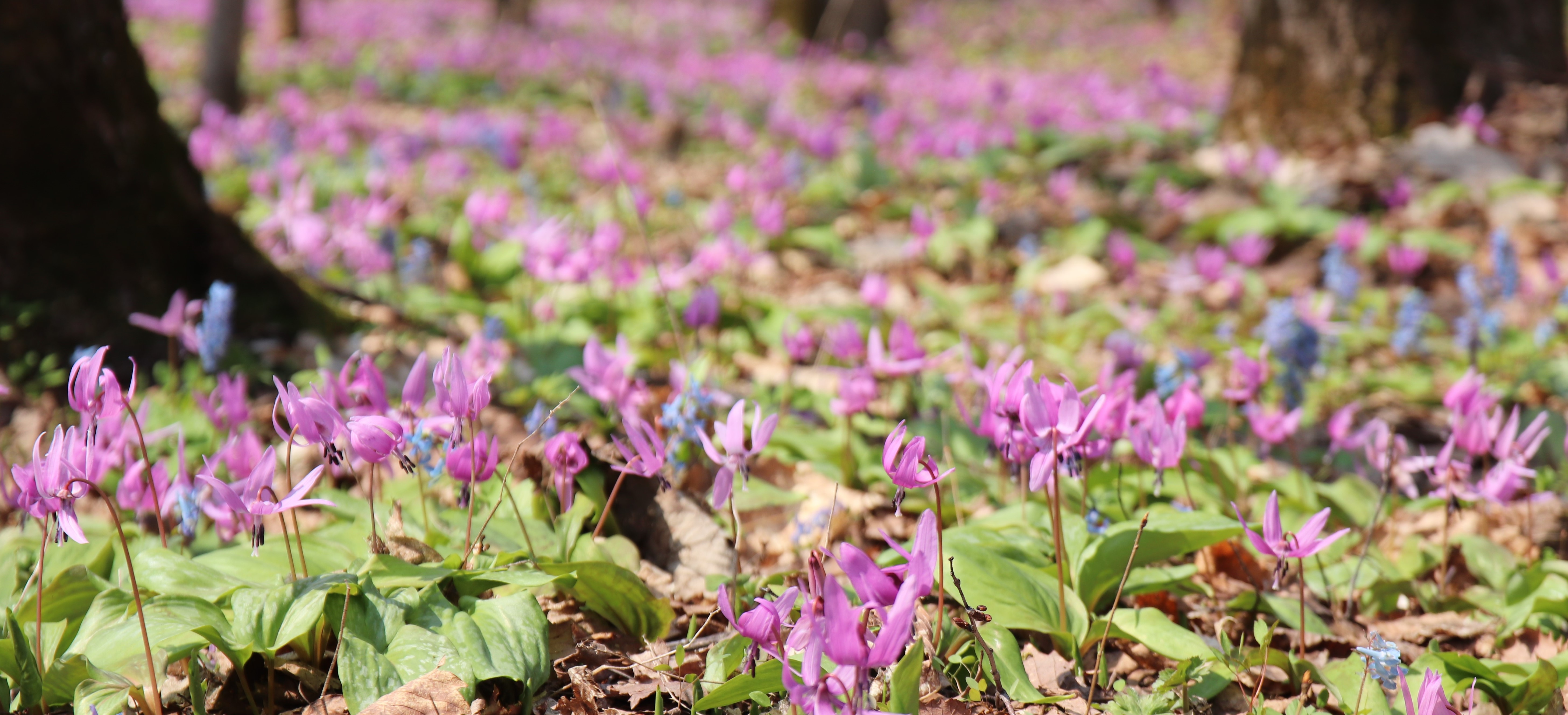 男山自然公園カタクリの花