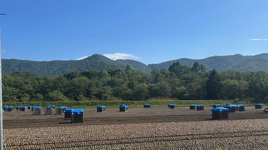 玉ねぎ収穫風景
