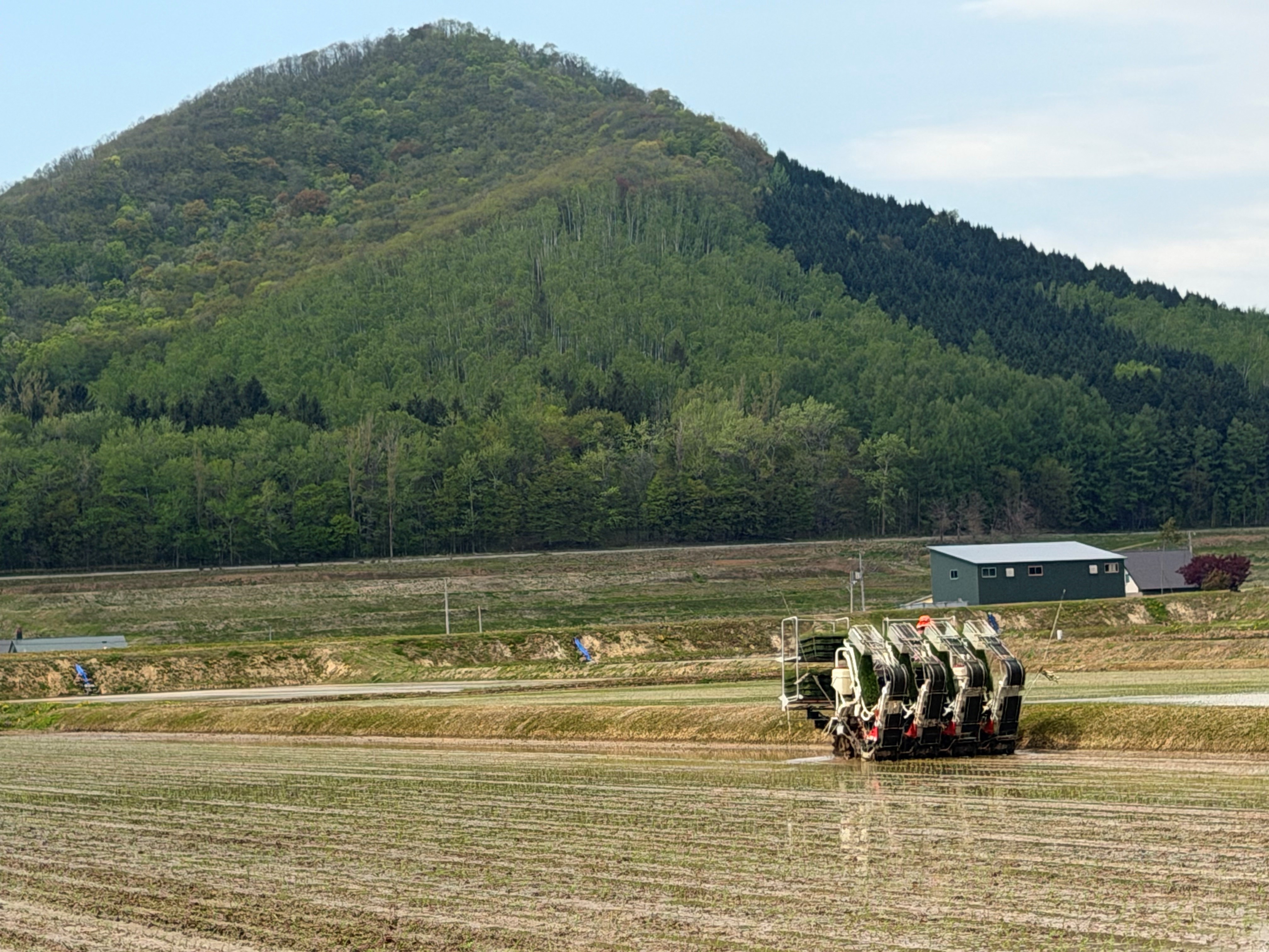 田植え作業