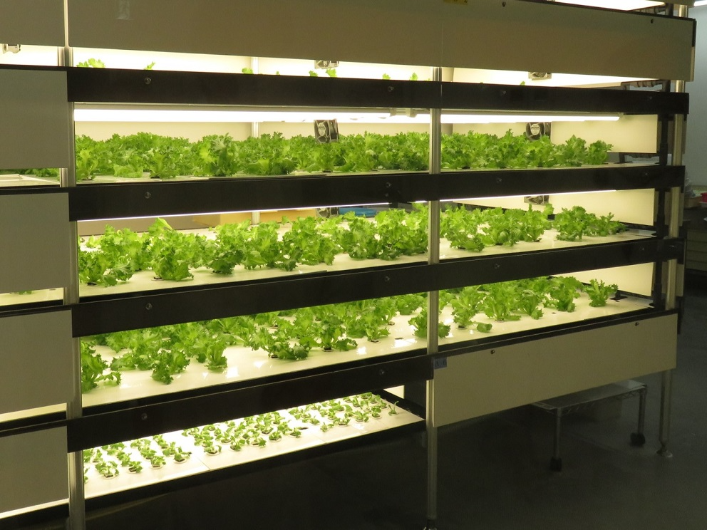 フリルレタス栽培の様子